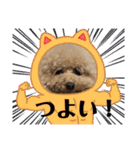 A家で溺愛するわんことうさぎ（個別スタンプ：18）