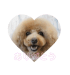 A家で溺愛するわんことうさぎ（個別スタンプ：20）