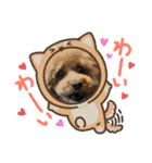 A家で溺愛するわんことうさぎ（個別スタンプ：21）