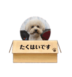A家で溺愛するわんことうさぎ（個別スタンプ：26）