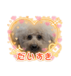 A家で溺愛するわんことうさぎ（個別スタンプ：31）
