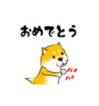 真・激しく尻尾をふる柴犬 5（個別スタンプ：23）