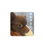ぼく、ベイク ！（個別スタンプ：13）