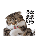 貫禄のある猫（個別スタンプ：11）