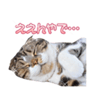 貫禄のある猫（個別スタンプ：16）