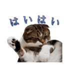 貫禄のある猫（個別スタンプ：37）