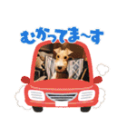 CRYSTALオリジナルスタンプ2（個別スタンプ：16）