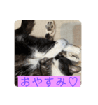 可愛い猫♡♥（個別スタンプ：5）