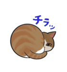 茶白はちわれ猫のつくし（個別スタンプ：13）