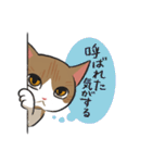 茶白はちわれ猫のつくし（個別スタンプ：31）