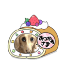 我が家のソラちゃん②（個別スタンプ：4）