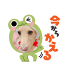 我が家のソラちゃん②（個別スタンプ：5）