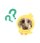 我が家のソラちゃん②（個別スタンプ：6）