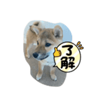 柴犬子犬かわいいメッセージスタンプ（個別スタンプ：1）