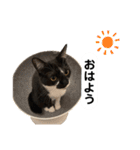 【仲良しネコの毎日】ルナちゃんスタンプ（個別スタンプ：2）