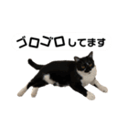 【仲良しネコの毎日】ルナちゃんスタンプ（個別スタンプ：3）