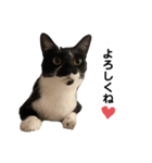 【仲良しネコの毎日】ルナちゃんスタンプ（個別スタンプ：4）