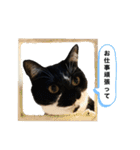 【仲良しネコの毎日】ルナちゃんスタンプ（個別スタンプ：5）