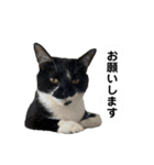 【仲良しネコの毎日】ルナちゃんスタンプ（個別スタンプ：6）