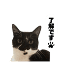 【仲良しネコの毎日】ルナちゃんスタンプ（個別スタンプ：7）