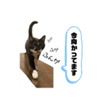 【仲良しネコの毎日】ルナちゃんスタンプ（個別スタンプ：13）