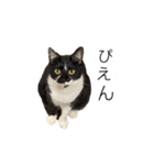 【仲良しネコの毎日】ルナちゃんスタンプ（個別スタンプ：14）