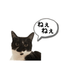 【仲良しネコの毎日】ルナちゃんスタンプ（個別スタンプ：15）