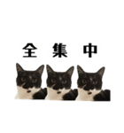 【仲良しネコの毎日】ルナちゃんスタンプ（個別スタンプ：17）