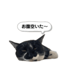 【仲良しネコの毎日】ルナちゃんスタンプ（個別スタンプ：22）