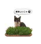 【仲良しネコの毎日】ルナちゃんスタンプ（個別スタンプ：24）