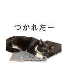 【仲良しネコの毎日】ルナちゃんスタンプ（個別スタンプ：29）
