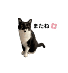 【仲良しネコの毎日】ルナちゃんスタンプ（個別スタンプ：32）