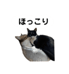 【仲良しネコの毎日】ルナちゃんスタンプ（個別スタンプ：39）