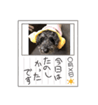 神崎アニマルズ（個別スタンプ：10）