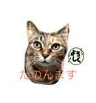 あんずちゃん パート4（個別スタンプ：5）