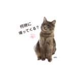 タビマロスタンプver2（個別スタンプ：12）
