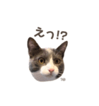 タビマロスタンプver2（個別スタンプ：28）