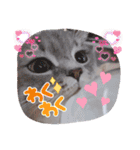 ぎんたまる①（個別スタンプ：20）