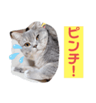 ぎんたまる①（個別スタンプ：27）