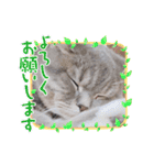 ぎんたまる①（個別スタンプ：30）