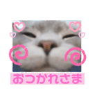 ぎんたまる①（個別スタンプ：40）
