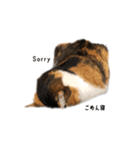 コンソメちゃんとくろずくん（個別スタンプ：5）