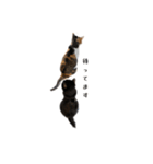 コンソメちゃんとくろずくん（個別スタンプ：6）