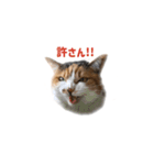 コンソメちゃんとくろずくん（個別スタンプ：10）