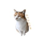 コンソメちゃんとくろずくん（個別スタンプ：13）