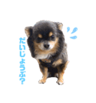 チワワのうにさん（個別スタンプ：1）