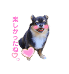 チワワのうにさん（個別スタンプ：11）
