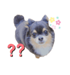 チワワのうにさん（個別スタンプ：16）