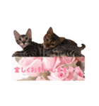 クレアとメリー（個別スタンプ：4）