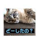 もちゃ＆さゆちゃん4（個別スタンプ：29）